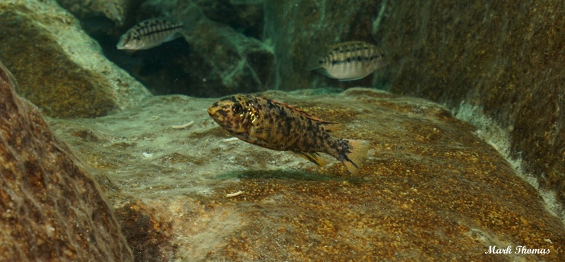 Labeotropheus trewavasae 'Mitande Reef (Rocks)'
